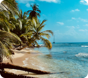 Tropical beach with palm trees